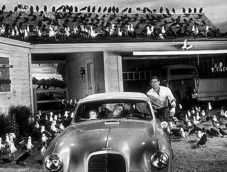 The Birds - Alfred Hitchcock The Birds Hitchcock, Alfred Hitchcock Quotes, The Birds Movie, Car Aston Martin, Rod Taylor, Alfred Hitchcock The Birds, Birds Movie, California Towns, Alfred Hitchcock Movies