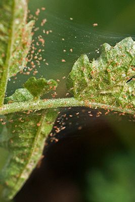 Did you know that the yellow spots and webs throughout your #tree's foliage 🌲 may be from spider #mites? These pests can weaken your trees with all sorts of damage. Check out our #blog to learn how you can prevent spider mites from inhabiting your large plants to keep them strong. 💪 Get Rid Of Spiders, Newborn Schedule, Spider Mites, Insect Control, Tree Service, Orange Tree, Large Plants, Get High, Small Trees