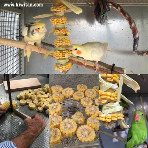 Diy Dog Cage, Homemade Bird Toys, Diy Parrot Toys, Toys For Parrots, Diy Parrot, Cockatiel Toys, Bird Room, Diy Bird Toys, Animal Enrichment