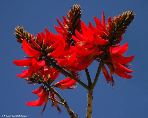 Erythrina x sykesii - Coral Tree -  © All Rights Reserved - Black Diamond Images Orange Plants, Identify Plants, Coral Tree, Water Wise Plants, Tea Gardens, Identify Plant, Summative Assessment, Orange Plant, Ishigaki