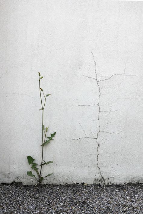 Siegfried Hansen -  Smart & Clever street photographs you might have never seen before Growth And Decay, Foto Art, Ikebana, Wabi Sabi, Feng Shui, Photo Inspiration, Street Photography, Photography Inspiration, Lightroom