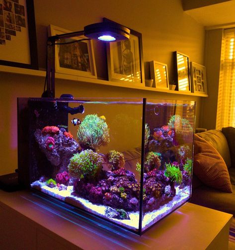 Cool Fish Tank Ideas, Reef Tank Ideas, Nano Reef Tank Aquascaping, Blackwater Fish Tank, Saltwater Tank Setup, Coral Reef Tank, Reef Tank Design, Peninsula Reef Tank, Saltwater Aquarium Setup