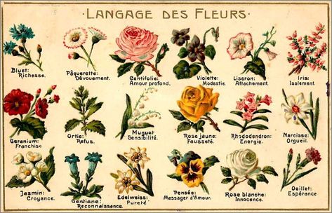 Vintage langage des fleurs Tarot Card Spreads, Floral Textile, Flower Meanings, Quirky Art, Language Of Flowers, Victorian Art, Beautiful Drawings, Pen And Paper, Book Of Shadows