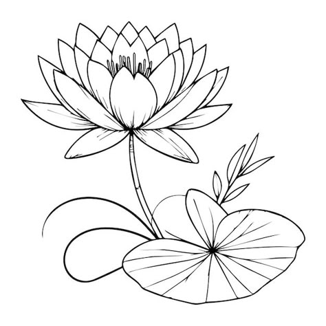 Easy water lily drawing for kids water l... | Premium Vector #Freepik #vector #nature #background #black #summer Easy Water Lily Drawing, Water Flowers Drawing, Lotus Drawing For Kids, Water Lily Outline, Waterlily Drawing, Summer Drawings Easy, Family Flower Tattoo, Pottery Carving Ideas, Water Lily Drawing