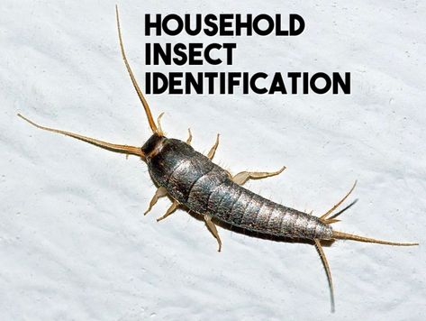 Get Rid Of Silverfish, Household Bugs, Bug Identification, German Cockroach, Insect Identification, Brown Recluse Spider, House Bugs, Recluse Spider, Moth Fly