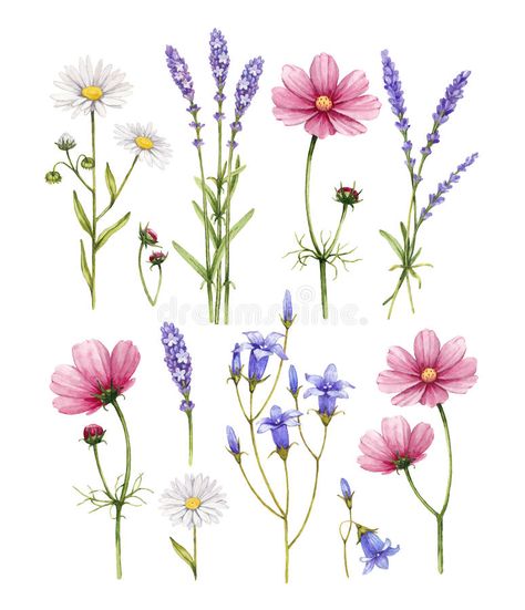 Wildflower Drawing, Watercolor Flower Illustration, Wildflower Paintings, Wildflower Tattoo, Flowers Illustration, Illustration Botanique, Watercolor Flower Art, 수채화 그림, Watercolor Flower