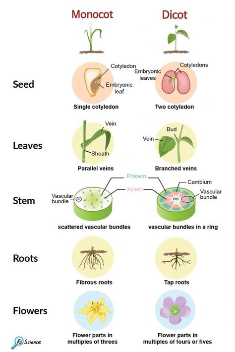 Monocots And Dicots, Monocot And Dicot Plants, Monocot Vs Dicot, Plant Biology, Botanical Science, Science Diagrams, Biology Plants, Plant Classification, Learn Biology