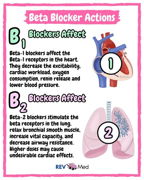 MUST SEE 👀 notes and mnemonics in the caption below ⤵️ Our captions & posts will have you covered for quick snapshots of difficult topics. Breaking it all down here 👉🏼 @rev.med ✅ Overview Alpha blockers and beta blockers are two types of postsynaptic anti-adrenergic medications that prevent their respective receptors from being stimulated by catecholamines, like norepinephrine and epinephrine.  There is 1 Heart: 🫀B1 adrenoceptors are mostly found in the heart There is 2 Lungs: 🫁 B2 adren... Alpha Beta Receptors, Beta Blockers Pharmacology, Alpha And Beta Receptors, Nclex Notes, Nursing Knowledge, Nursing Flashcards, Nerdy Nurse, Adrenergic Receptors, Paramedic School