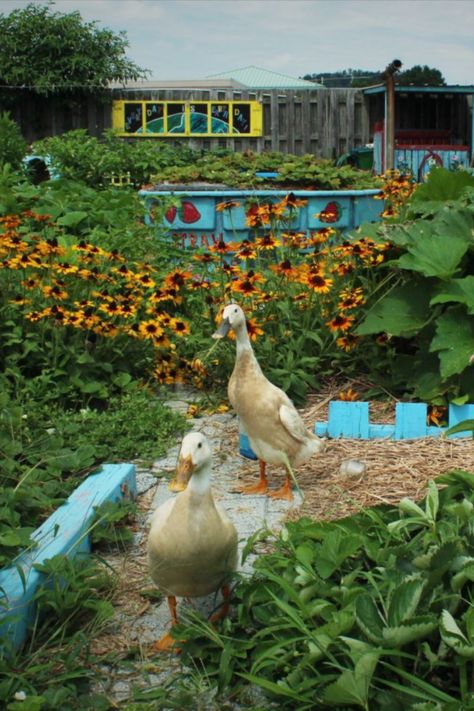 Ducks For Garden, Running Ducks Garden, Garden With Ducks, Runner Ducks In Garden, Ducks In Garden, Duck Keeping, Organic Garden Design, Ducks Garden, Duck Housing