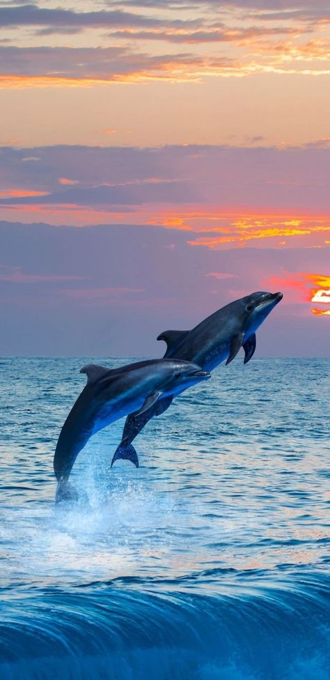 Dolphin Photos Beautiful, Cute Dolphin Wallpaper, Dolphin Wallpaper Aesthetic, Dolphins Background, Dolphin Background, Dolphin Wallpaper, Quotes Sea, Dolphins Wallpaper, Sea Nursery Theme