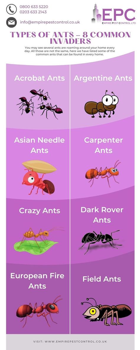 Types Of Ants, Ant Species, Ant Colony, Carpenter Ant, Fire Ants, Pest Control Services, Kid Art, Healthy Environment, Teaching Science