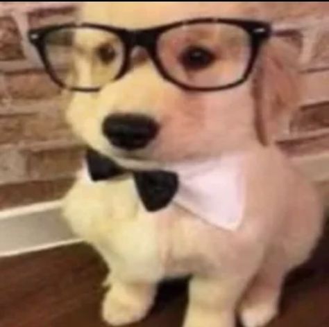 Silly Cats Pictures, Silly Dogs, Silly Images, Wearing Glasses, Silly Animals, Silly Pictures, Silly Cats, Secret Obsession, Really Funny Pictures