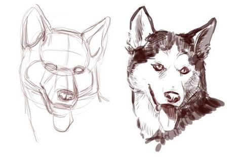 Husky Drawing, Draw Dogs, Dog Drawing Tutorial, Draw A Dog, Male Figure Drawing, Dog Anatomy, Canine Art, Husky Puppy, Animal Sketches