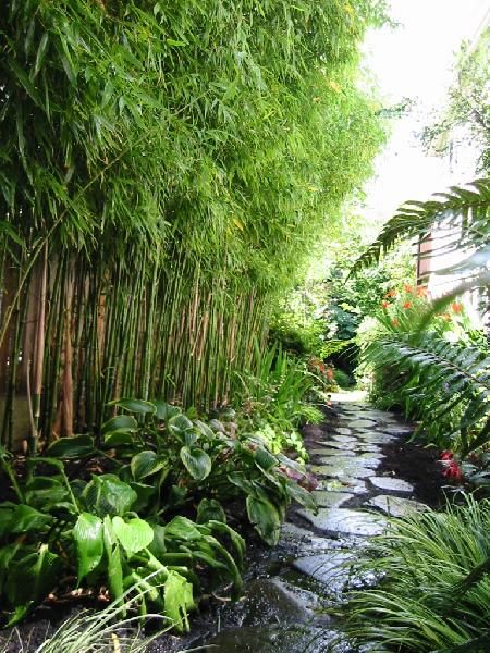 planting bamboo with other plants - Google Search Tropical Garden Ideas, Pathway Landscaping, Tropical Garden Design, Small Backyard Gardens, Bamboo Garden, Tropical Gardens, Side Garden, Have Inspiration, Home Garden Design