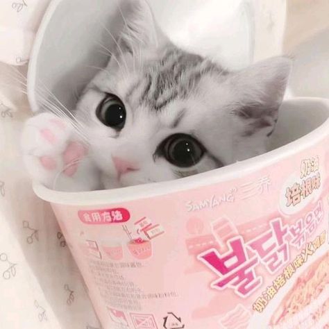 ★🌸𝐘𝐚𝐬𝐦𝐢𝐧𝐞🌸★ on TikTok Cottage Design, Cute Cats And Kittens, Internet Funny, Cats And Kittens, Cute Cat, Cute Cats, Twitter Image, Kittens, Cute Animals