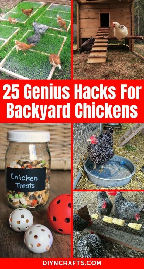 Learn how to keep your chicken coop cool, save money on feed, and make sure your chickens lay more eggs with this great list of hacks and tips for your backyard chicken coops! #BackyardChickens #Chickens #ChickenCoop #RaisingChickens #Hacks #Lifehacks #Homestead #Homesteading #Eggs #LayingHens #Roosters Coop Decor, Cute Chicken Coops, Raising Chicken, Chicken Coop Garden, Chicken Barn, Backyard Chicken Coop Plans, Diy Chicken Coop Plans, Chicken Toys, Chicken Coop Run