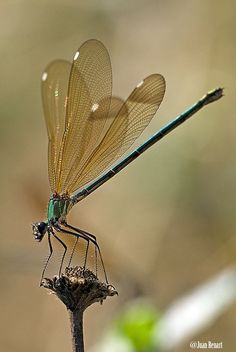 Dragonfly landing Dragonfly Photos, Dragon Flys, Gossamer Wings, Dragonfly Dreams, Blue Dragonfly, Dragonfly Art, Beautiful Bugs, Flying Insects, Insect Art