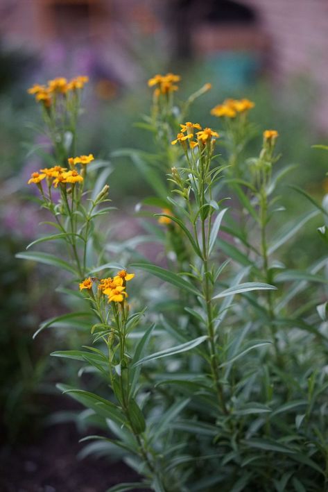 Herb Border, Gardenary Garden, Mexican Tarragon, Herb Identification, Tarragon Plant, Kitchen Garden Design, Swan Pond, Garden Beginner, Spring Energy