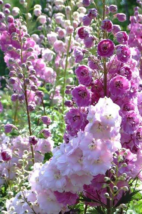 Pink Delphinium, Magenta Flowers, Cottage Garden Plants, Cottage Garden Design, Longwood Gardens, English Cottage Style, English Cottage Garden, Garden Types, Have Inspiration