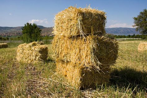 Free square grass bales Images, Pictures, and Royalty-Free Stock Photos - FreeImages.com Copyright Free Images, Straw Bales, Hay Bales, Flower Gardens, Copyright Free, Paintings Pictures, Brown Spots, Stardew Valley, Creative Community