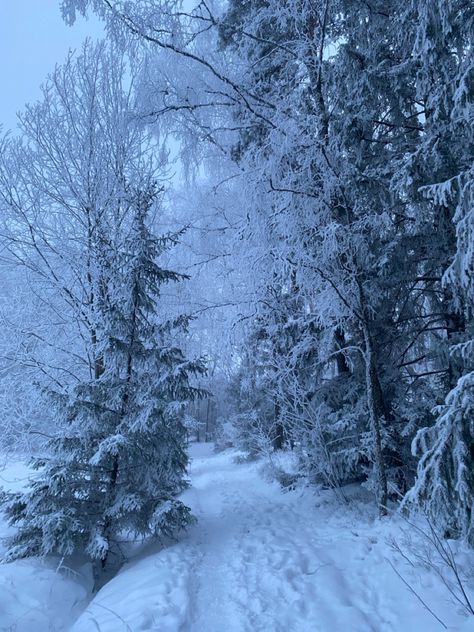 Snowy forest, forest, snow, snowy, nowfall, trees, sweden, canada, winter, december, January, new years, christmas, hot chocolate, coquette, dolette, lanadelrey, sky, aesthetic Snowy Tree Aesthetic, Ice Winter Aesthetic, Nature Aesthetic Winter, Winter Aesthetic Forest, Snowy Woods Aesthetic, Canada Snow Aesthetic, Sweden Winter Aesthetic, Winter Forest Photography, Canada Winter Aesthetic