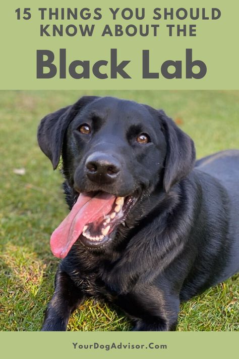 If you’re in the market for a family dog, a dog who is active, outgoing, friendly, and just about as cute as a dog can get, then look no further than the L Lab Puppy Training, Black Labrador Puppy, Black Labs Dogs, Black Labrador Dog, Dog Training Advice, Black Labrador Retriever, Lab Puppy, Black Lab Puppies, Lab Dogs