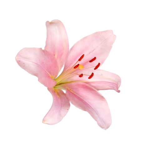 Pink lily flower isolated on white. Background royalty free stock images Pink Flower White Background, Lillie Flower, Mac Widgets, Lily Graphic, Lilium Flower, Pink Lily Flower, Pink Lilies, Pink And White Background, Pink Lilly