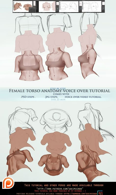 Female Torso voice over lesson (term 51) | Sakimi Chan on Patreon Female Anatomy Reference, Male Figure Drawing, Female Torso, Human Figure Drawing, Digital Painting Tutorials, Anatomy Drawing, Figure Drawing Reference, Anime Drawings Tutorials, Anatomy Reference