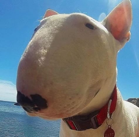 English Bull Terrier, English Bull Terriers, Silly Dogs, Bull Terriers, White Dog, English Bull, Silly Animals, Terrier Dogs, Watch Video