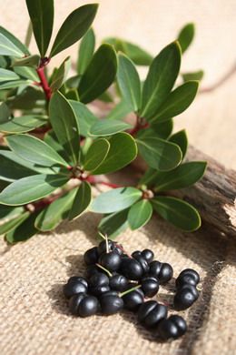 Tasmanian Mountain Pepper Berries - pepperberry.net.au Garden Pavers Ideas, Tasmanian Pepperberry, Pepper Berries, Pepper Berry, Bush Tucker, Australian Trees, Bush Garden, Native Foods, Australian Native Garden