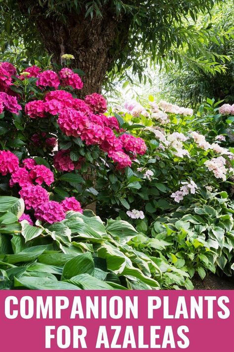 The best companion plants for azaleas are those that need the same well-draining, acidic soil conditions: snowdrops, daffodils, tulips, hydrangeas, and more. Azaleas Front Yard, Azalea And Hosta Landscaping, Azaleas Landscaping Backyards, Azalea Front Yard Landscaping, Front Yard Azaleas, Landscaping With Azaleas Flower Beds, Boxwood And Azalea Landscape, Front Yard Landscaping Azaleas, Landscape With Azaleas