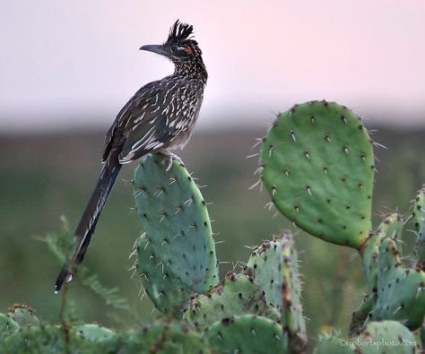 New Mexico Homes, Pear Cactus, Prickly Pear Cactus, Desert Life, State Birds, Green Cactus, Southwest Desert, Land Of Enchantment, Sonoran Desert