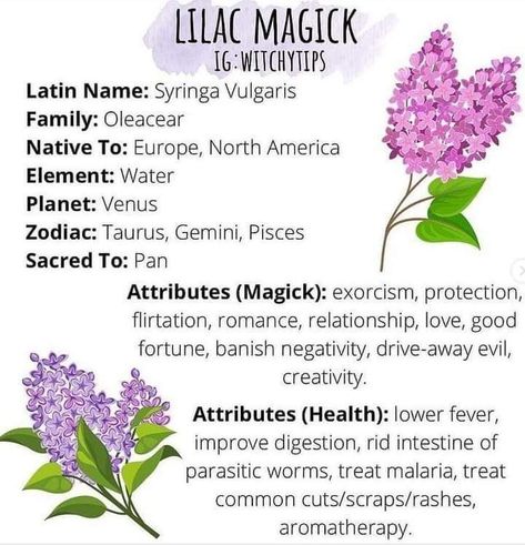 Lilac Flower Meaning, Wisteria Magical Properties, Lilac Magical Properties, Lilac Meaning, Herbs Properties, Witchy Illustration, Lilac Oil, Herb Magic, Magickal Correspondences