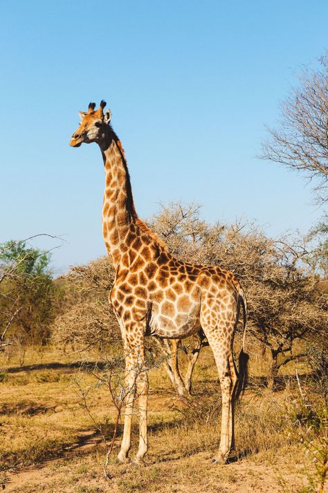 Midnight Lions, Skittish Giraffes And The Deadliest Of The Safari Big Five - Hand Luggage Only - Travel, Food & Photography Blog Giraffe Pictures, Africa Wildlife, Tanzania Safari, Africa Destinations, Safari Travel, South Africa Travel, Africa Safari, Animal Reference, Big 5