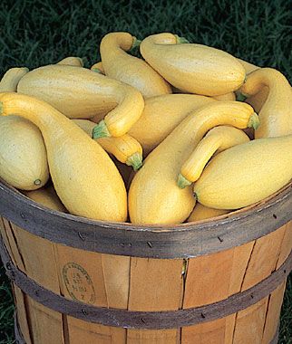 Squash, Summer, Pic-N-Pic Hybrid Support Your Local Farmer, Yellow Fruits, Squash Seeds, Veggie Tales, Yellow Fruit, Yellow Squash, Summer Squash, Organic Seeds, Farm To Table