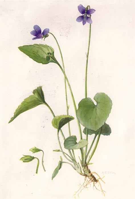 The flower symbolism associated with violets is modesty, virtue, affection, watchfulness, and faithfulness. List Of Flowers, Sweet Violets, Illustration Botanique, Botanical Painting, Scientific Illustration, Violet Flower, Botanical Illustrations, Botanical Drawings, African Violets