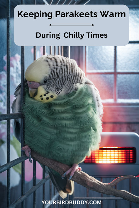 Keeping your parakeet warm in winter is essential for their health. Like us, parakeets feel best in a stable, warm environment. This means not only heating their space but also watching for signs they’re too cold. Indoor Aviary Ideas, Budgie Cage, Parakeet Care, Pet Bird Cage, Pet Bird, Love Birds, Birds, Animals