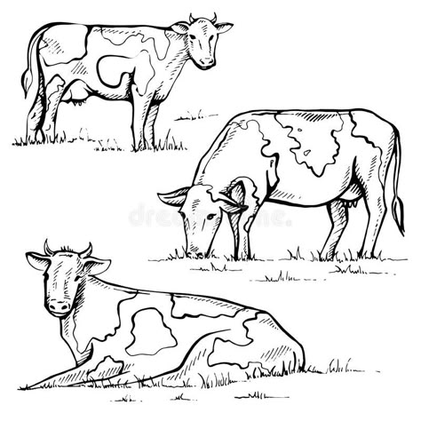 Vintage Cow Drawing, Jersey Cow Drawing, Cow Illustration Drawing, Cow Standing Up Drawing, Cow Eating Grass Drawing, Easy Cow Drawing Simple, Cow Sitting Drawing, Farm Sketch Simple, Cow Reference Drawing