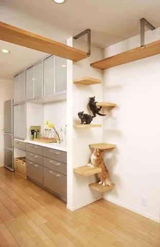 Cat Shelves (yes, you read that right) – Plaster & Disaster Cat Walls, Cat Walkway, Cat Climbing Wall, Katt Grejer, Cat Gym, Cat Patio, Cat Wall Shelves, Cat Wall Furniture, Cat House Diy