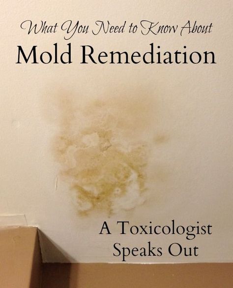 Does mold remediation work? A leading toxicologist encourages consumers to be cautious. Moldy House, Mold Poisoning, Best Mold Remover, Diy Mold Remover, Kill Mold, Mold Toxicity, Mold Illness, Mold Prevention, Toxic Mold