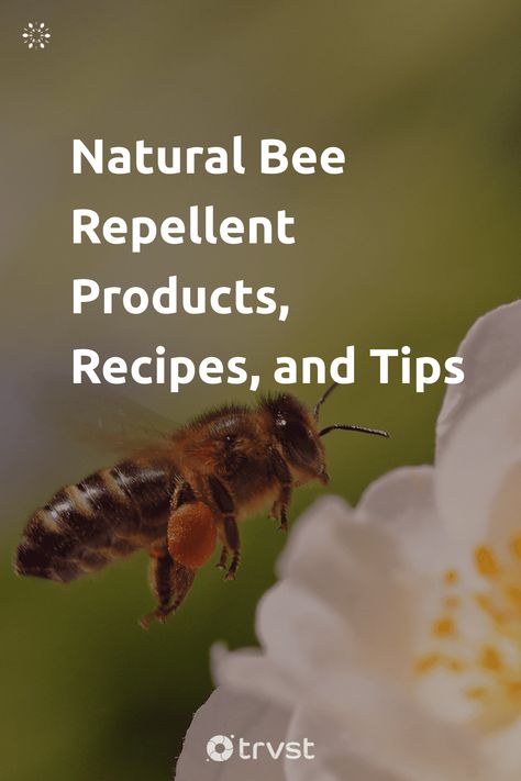 "Natural Bee Repellent Products, Recipes, and Tips"- While bees are a significant part of our ecosystem, not everyone wants them buzzing around their yard, garden, or home - especially if they are allergic to bee stings or have guests visit often. In this article, we have put together natural ways you can deter bees... #trvst #inspiration #ecofriendly #natural #bee #bees #honeybee #savethebees #environmentallyfriendly #biology #impact #beekeepers #honeybees Natural Bee Repellent, Getting Rid Of Bees, Bee Repellent, Ground Bees, Sweat Bees, Growing Marigolds, Bee Removal, Peppermint Plants, Peppermint Soap