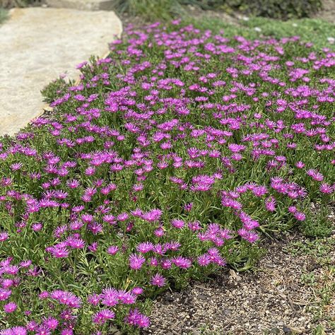 Underground Storm Shelters, Midwest Garden, Sun Tunnels, Delosperma Cooperi, Privacy Screening, Garden Plot, Plant Palette, Flower Garden Plans, 4 Car Garage