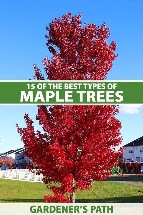 Maple trees are an amazing group of plants. But with so many incredible Acer species available, it can be hard to choose. That’s why we created this list of the best maple trees to grow at home. We provide a breakdown of what they have to offer and how to use them in the landscape. #mapletrees #landscape #gardenerspath Amur Maple Tree Landscaping, Best Maple Trees For Front Yard, Red Point Maple Tree, Apollo Maple Tree, Brandywine Maple Tree, Crimson Maple Tree, Brandy Wine Maple Tree, Amur Maple Tree, Redpointe Maple Tree