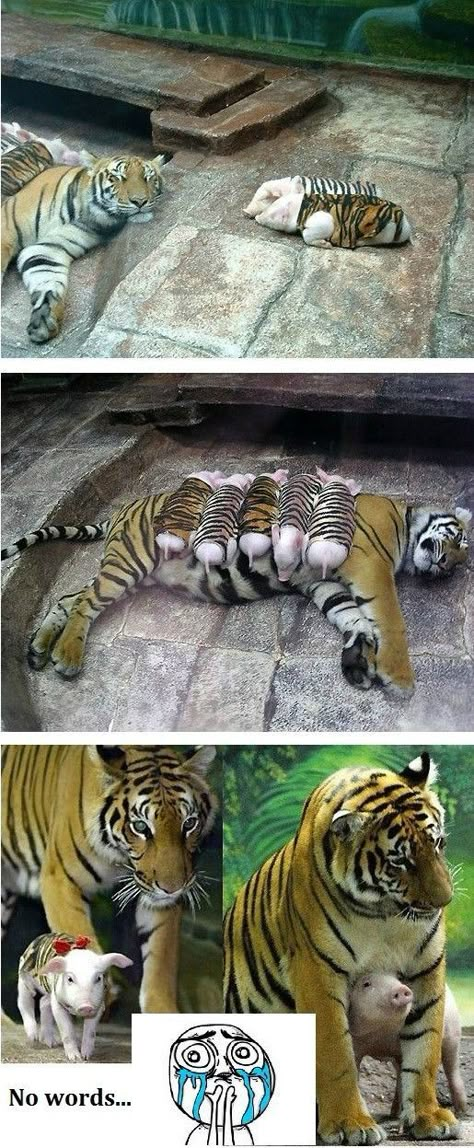 Tiger pigs Amazing Animals, Animal Love, Love Animals, 귀여운 동물, Animals Friends, Cute Funny Animals, Big Cats, Adorable Animals, Beautiful Creatures