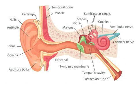 Human Ear Anatomy, Ear Diagram, Anatomi Dan Fisiologi, Nervous System Anatomy, Human Respiratory System, Anatomy Organs, Ear Anatomy, Human Body Organs, Basic Anatomy