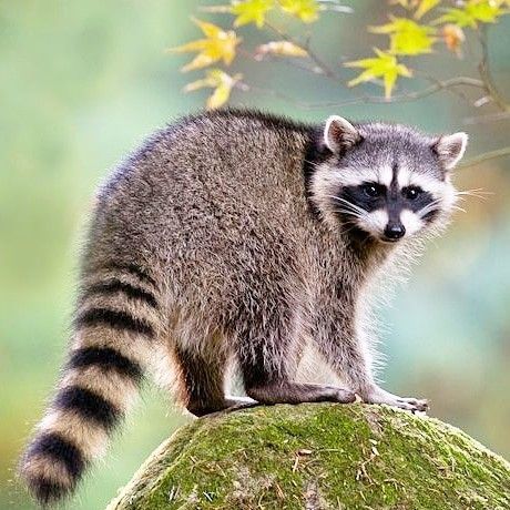 Art Reference Animals Photos, Animal Reference Photos For Artists, Reference Photos Animals, Animal Reference Photos, Raccoon Drawing, Raccoon Art, Cute Raccoon, Pretty Animals, Animal Sketches