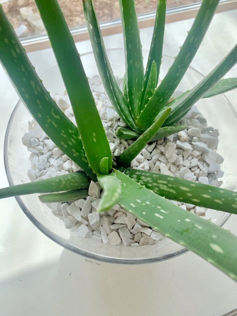 Growing Aloe Vera Plant, How To Plant Aloe Vera In A Pot, How To Pot Aloe Vera Plant, Grow Aloe From Clipping, How To Transplant Aloe Vera Plant, How To Take Care Of An Aloe Vera Plant, Aloe Plant Care, Aloe Vera Plant Indoor, Huge Aloe Vera Plant