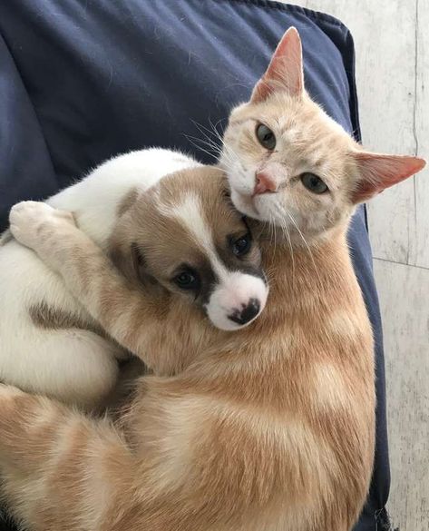 Cat Mom Adopts Orphaned Litter Of Puppies And Raises Them As Her Own Cute Puppies And Kittens, Mother Cat, Image Chat, Puppies And Kittens, Puppies And Kitties, Animals Friendship, Kittens And Puppies, Adorable Pets, Animal Friends