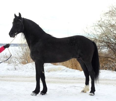 Warlander Horse, Orlov Trotter, Horse Art Ideas, Warmblood Horses, Horses Breeds, Year Of The Horse, Gorgeous Horses, Horse Wallpaper, Black Horses