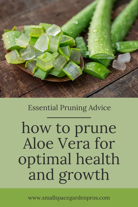 Unlock the secret to maintaining thriving Aloe Vera plants through proper pruning techniques! Dive into our comprehensive guide, where we share essential tips and expert insights on how to prune Aloe Vera for optimal health and growth. Learn the art of trimming to encourage flourishing foliage and robust plants. Elevate your plant care routine and ensure your Aloe Vera thrives with our essential pruning advice! #AloeVera #PlantCare #PruningTips #HealthyPlants #GardeningTips Caring For Aloe Vera Plant, Pruning Aloe Vera Plant, How To Trim Aloe Vera Plant, How To Care For Aloe Vera Plant, What To Do With Aloe Leaves, Aloe Plant Care Indoor, How To Grow Aloe Vera Plant, Indoor Aloe Vera Plant, Aloe Vera Plant Care